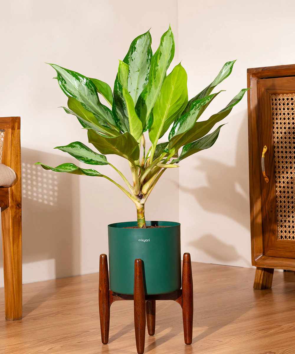 Product image 81