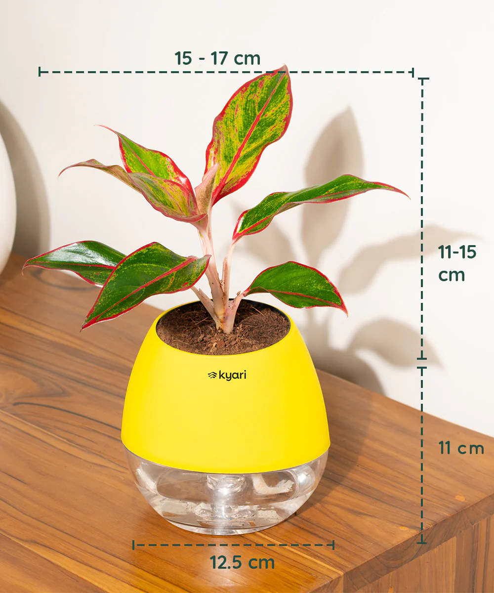 Product image 65