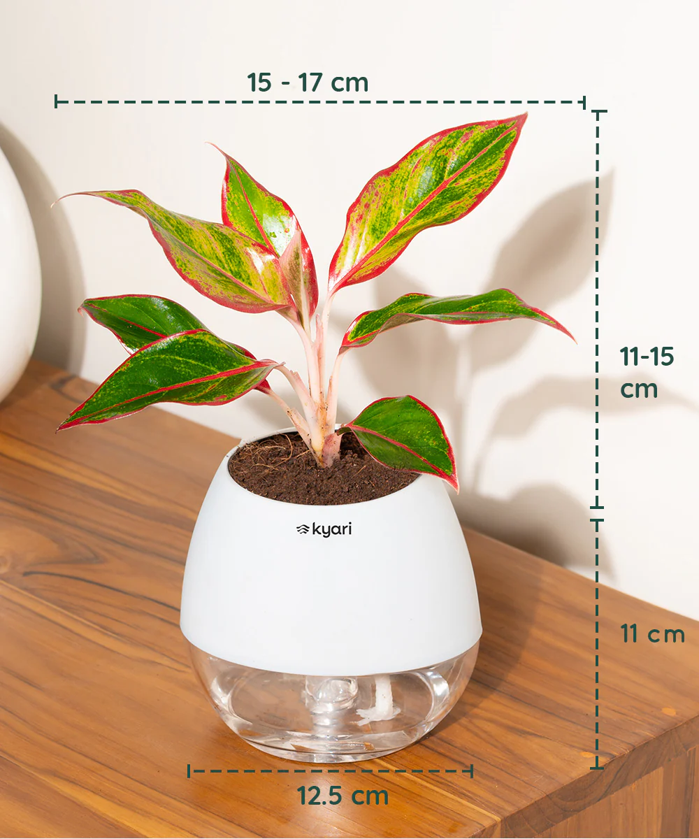 Product image 73