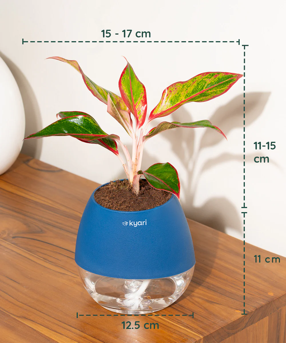 Product image 81