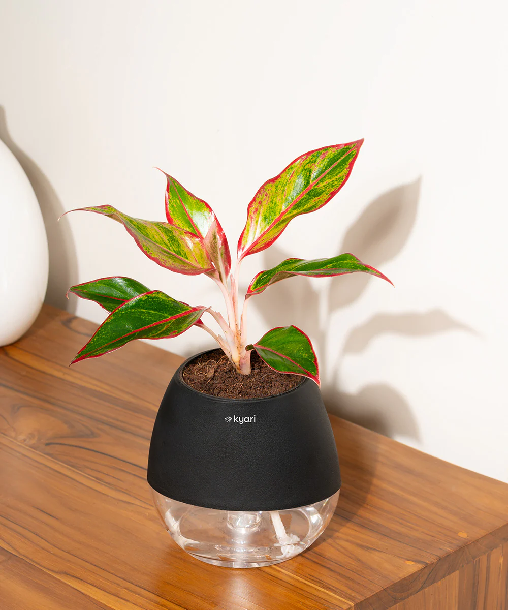 Product image 86