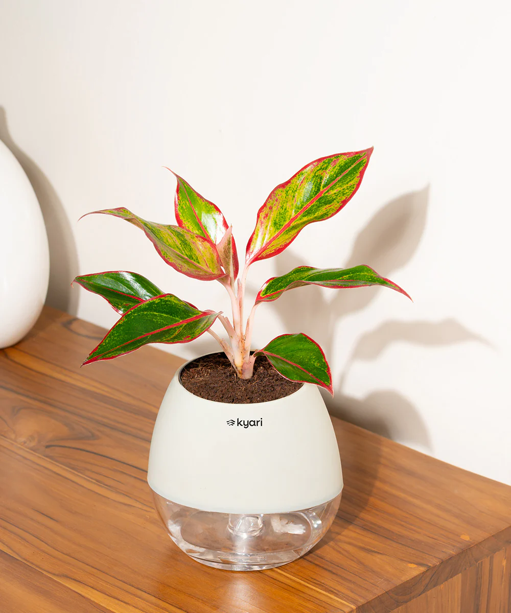 Product image 94