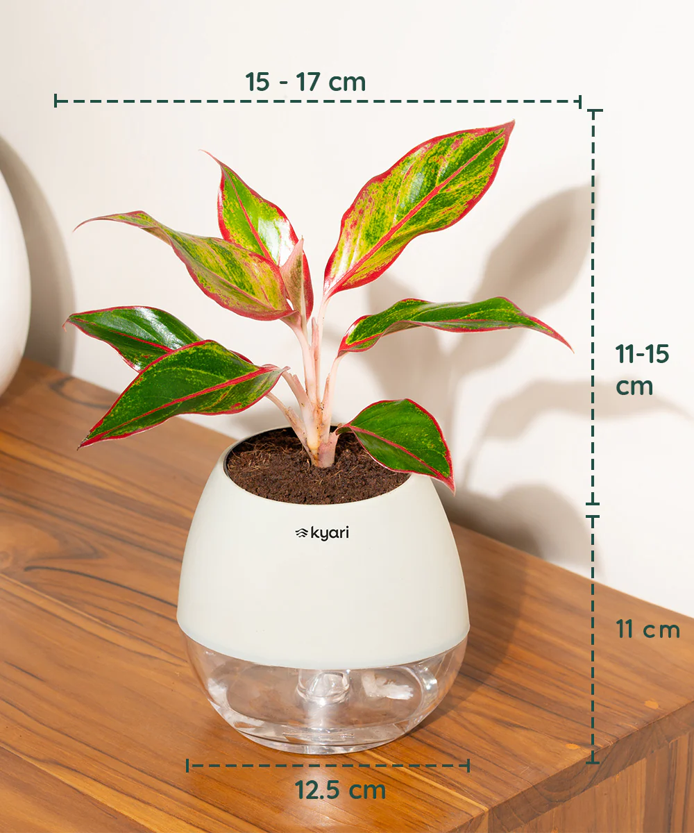 Product image 97