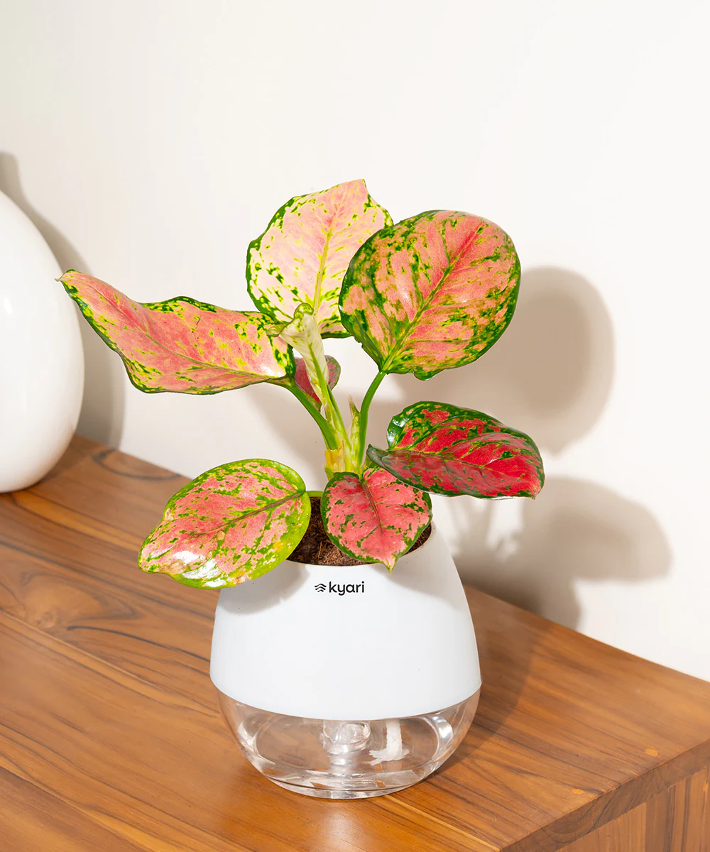 Product image 105