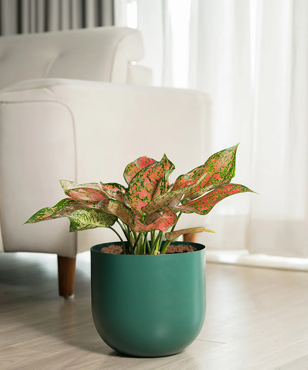 Product image 72