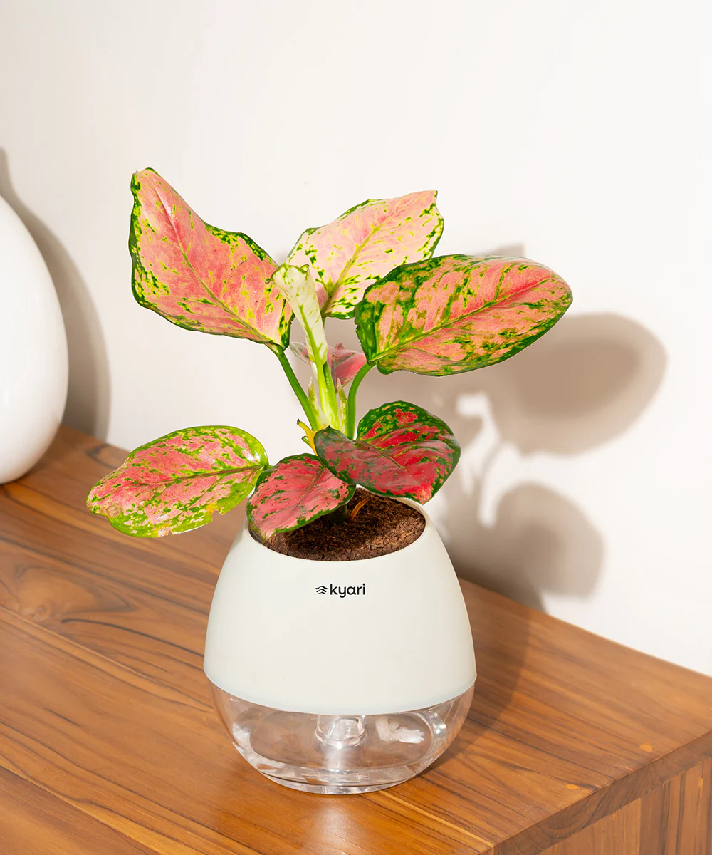 Product image 81