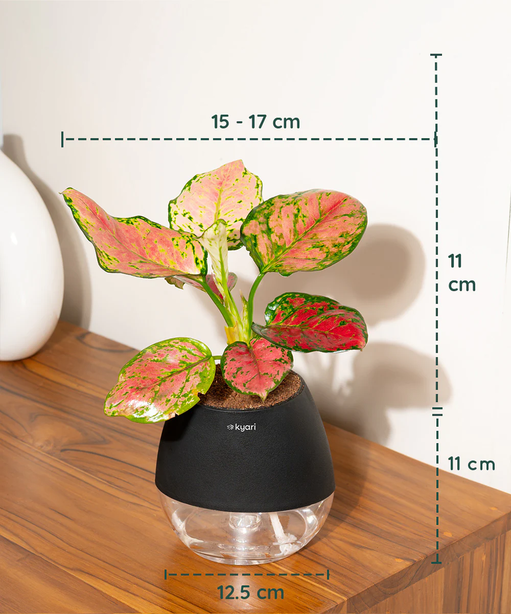 Product image 90