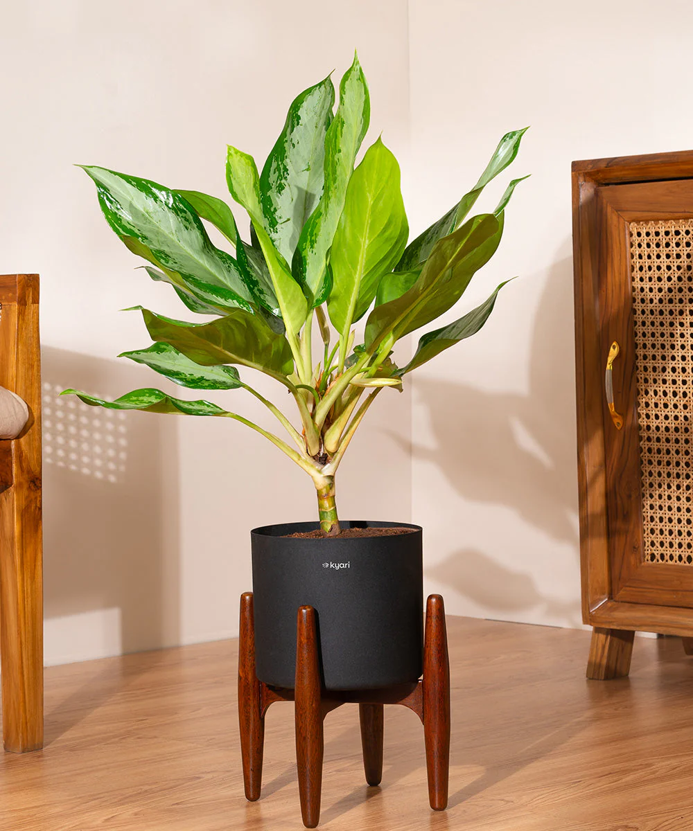 Product image 81