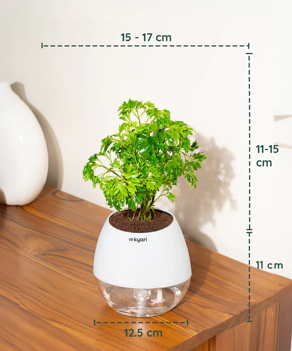 Product image 79