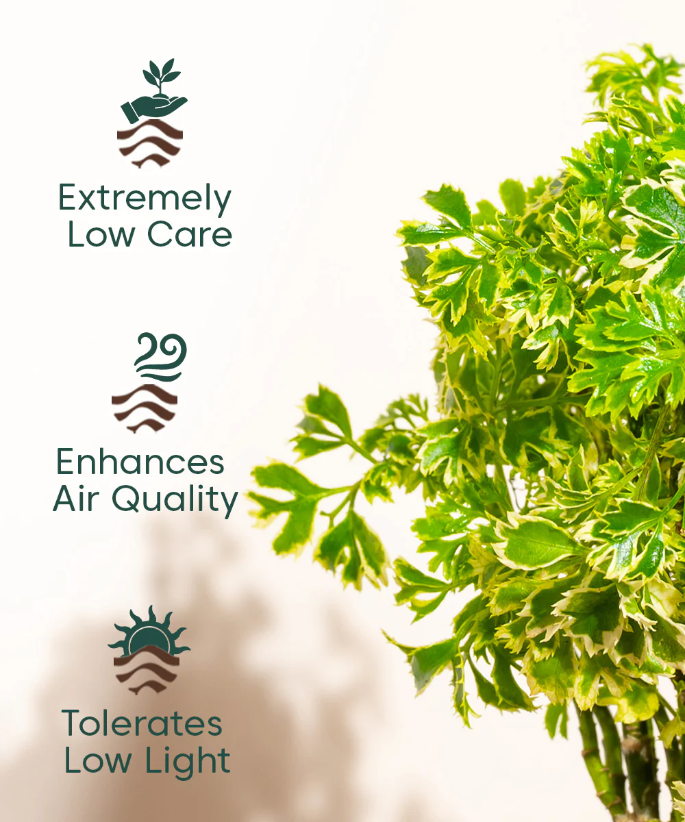 Product image 76