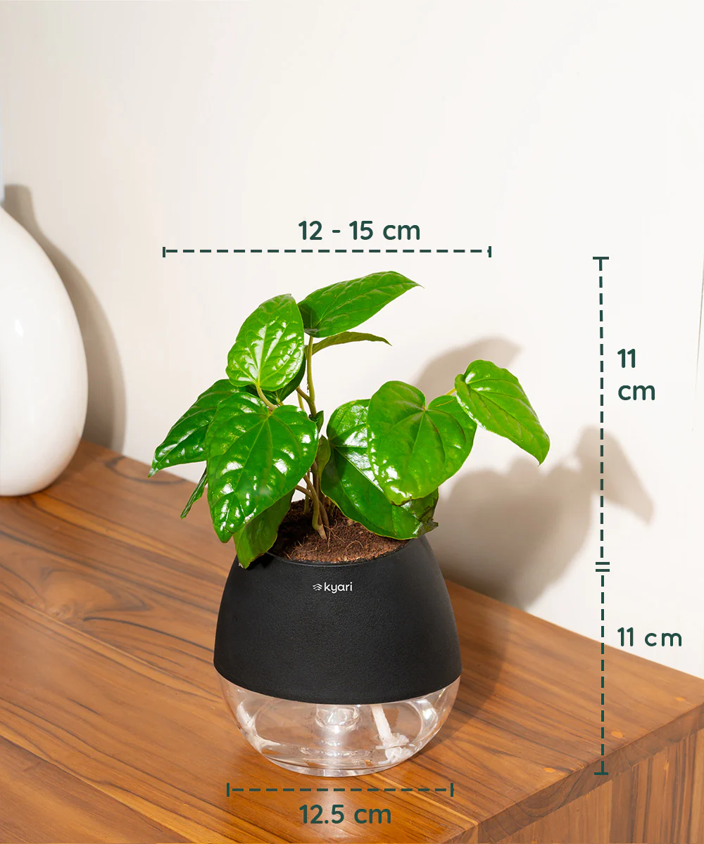 Product image 84