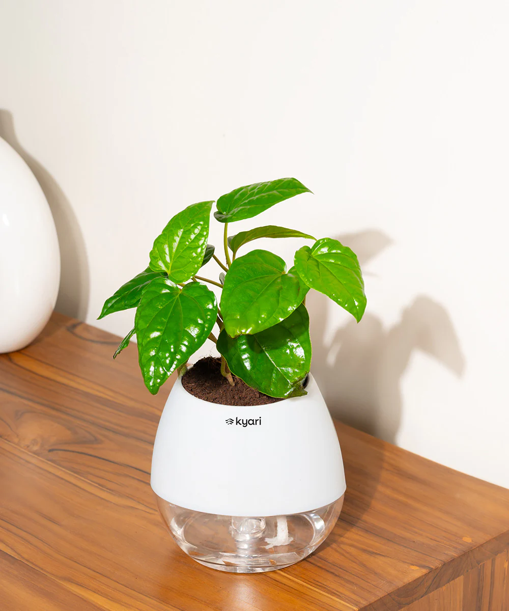 Product image 97