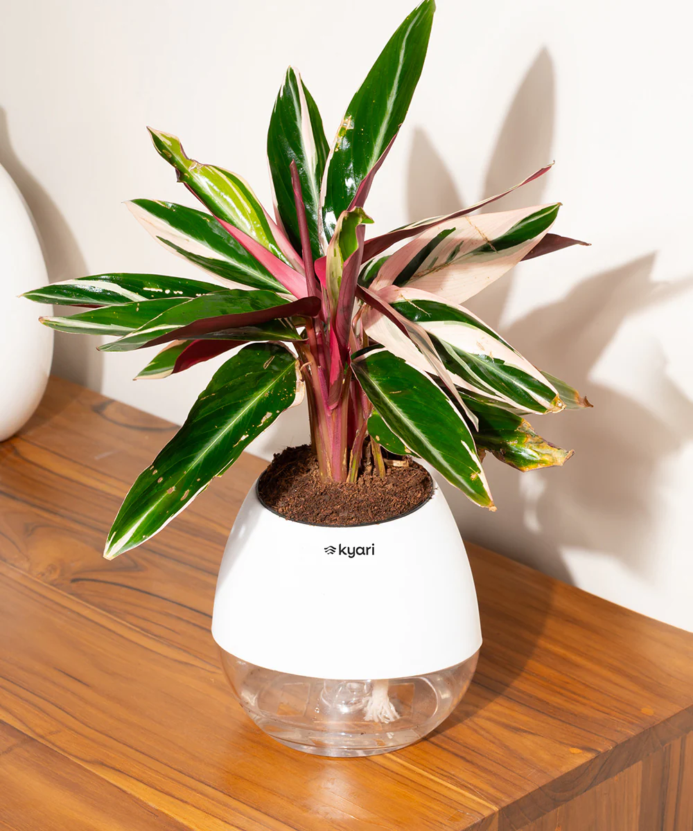 Product image 107