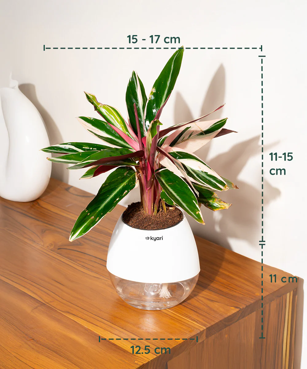 Product image 110