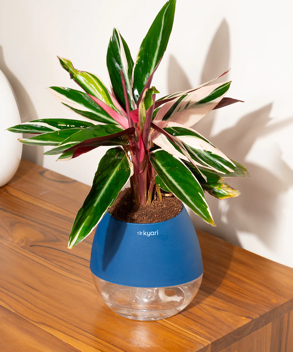 Product image 115
