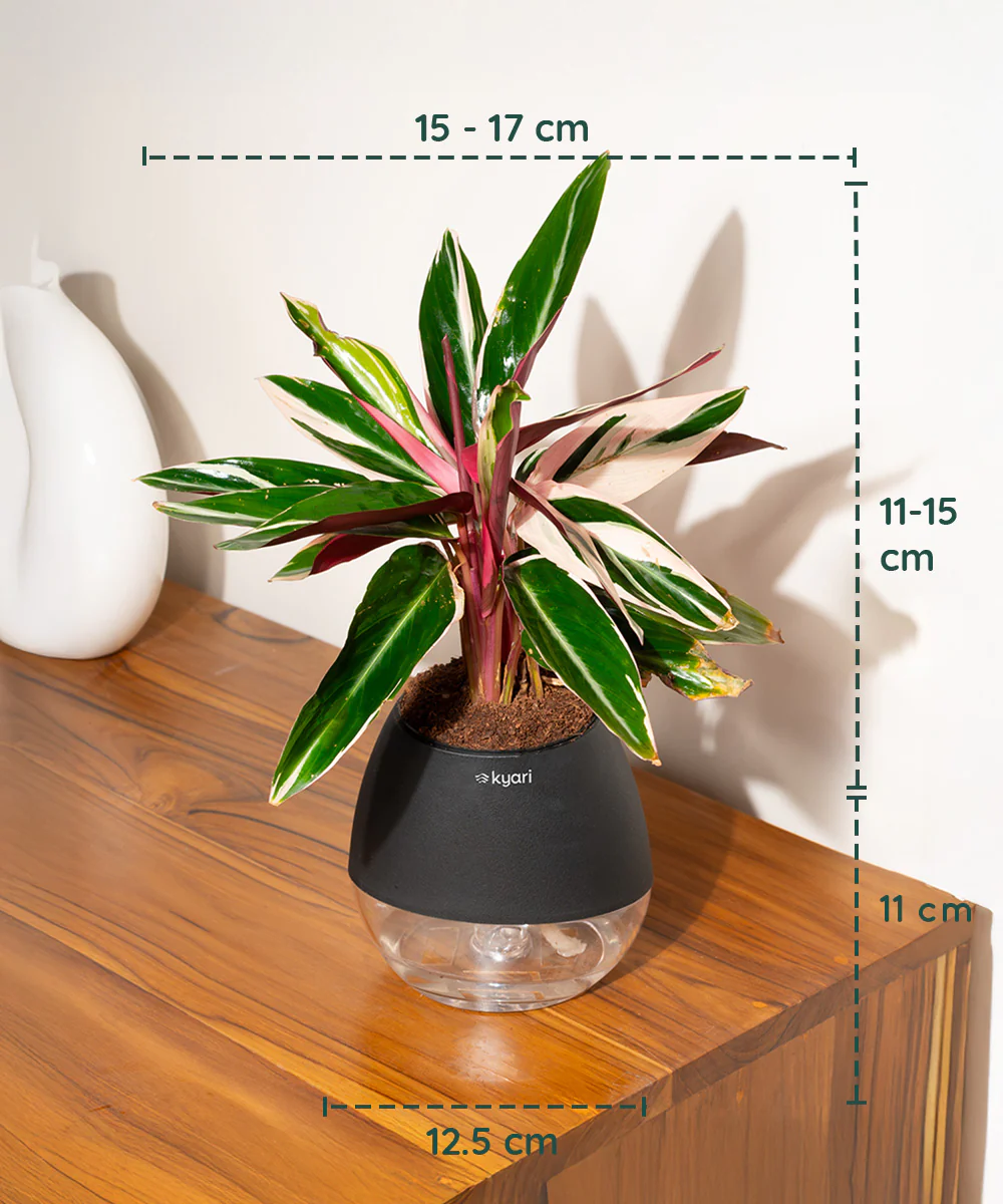 Product image 126
