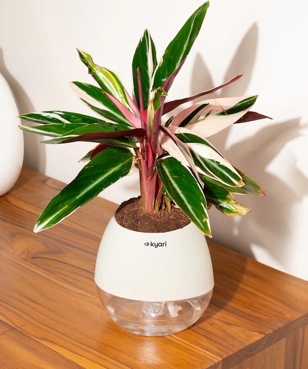 Product image 131