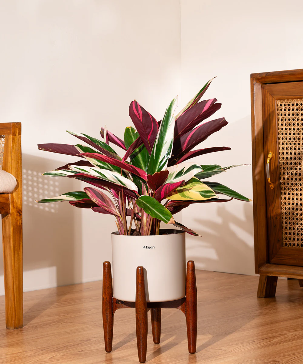 Product image 81