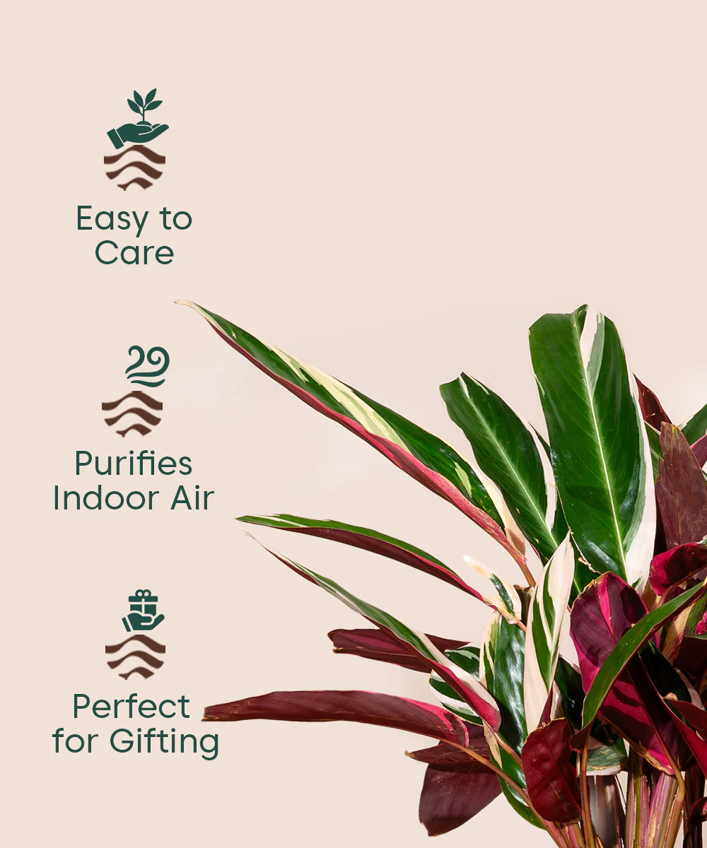 Product image 83
