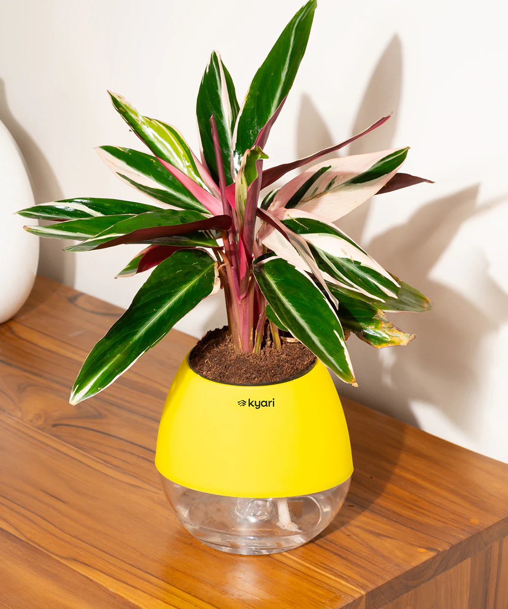 Product image 99