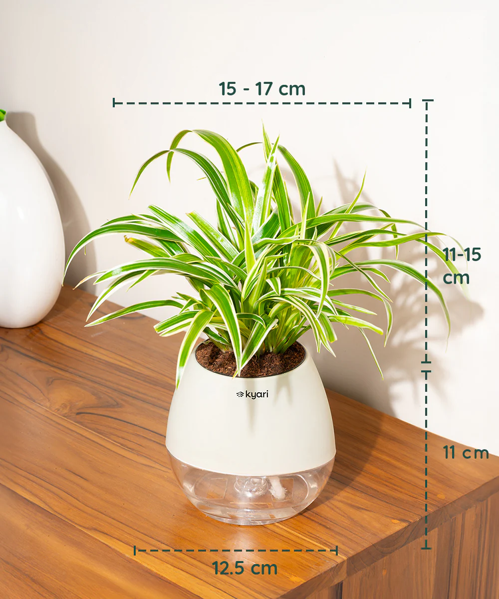 Product image 81