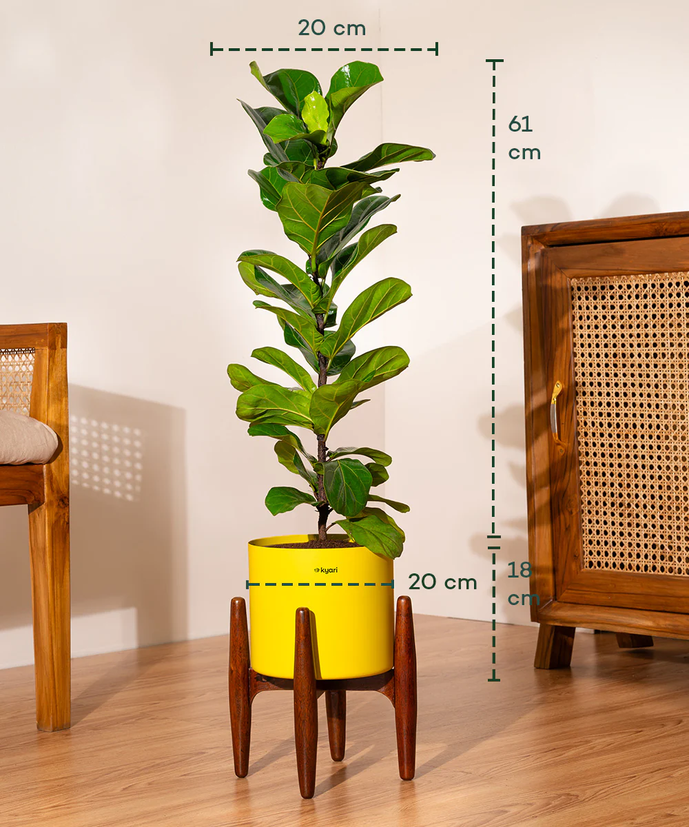 Product image 100