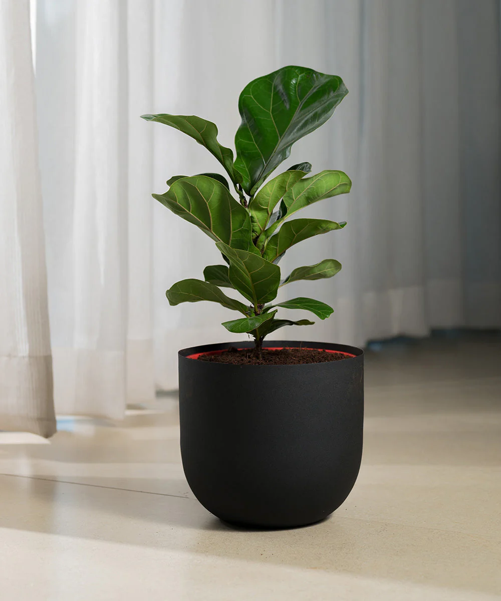 Product image 117