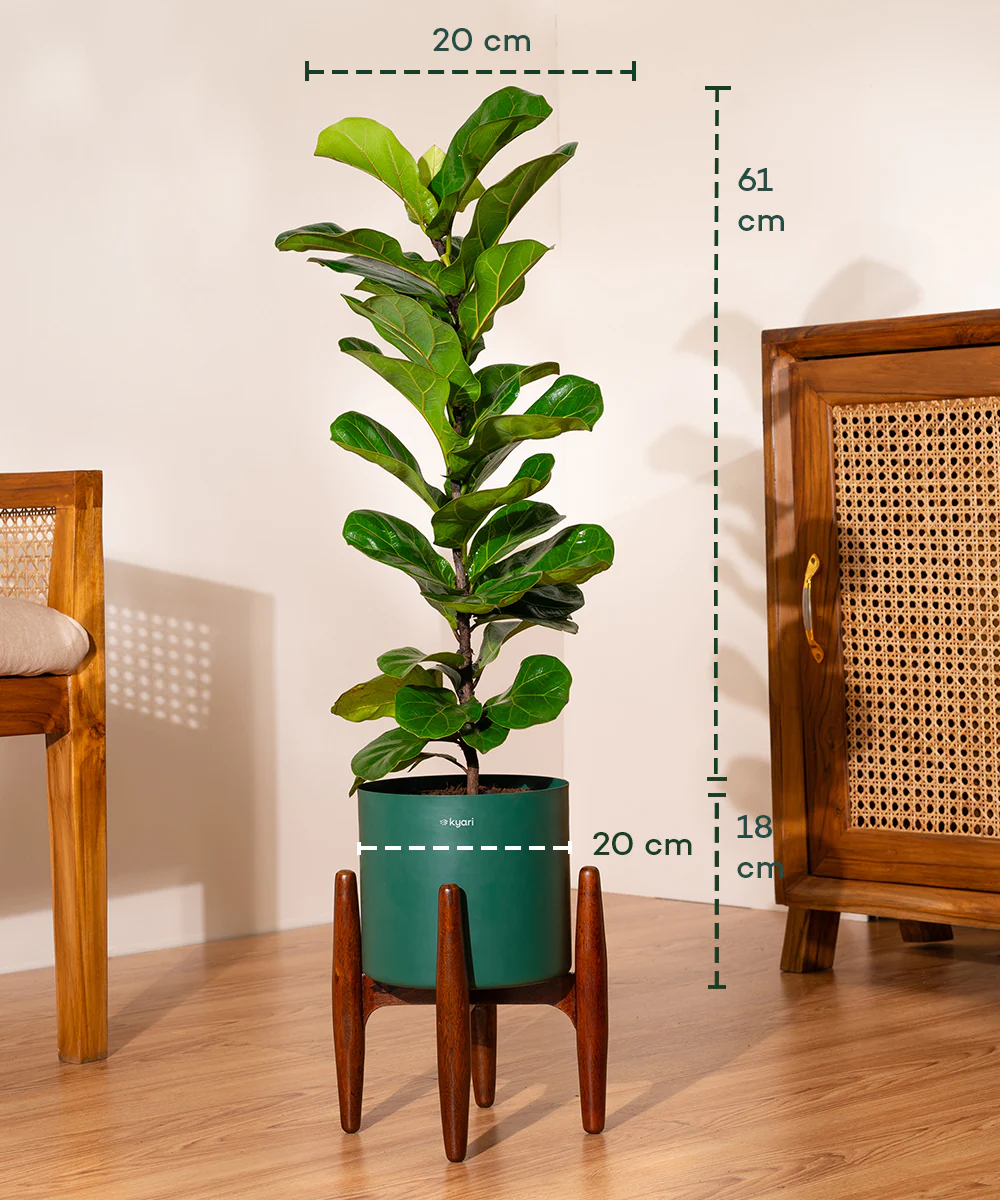 Product image 80