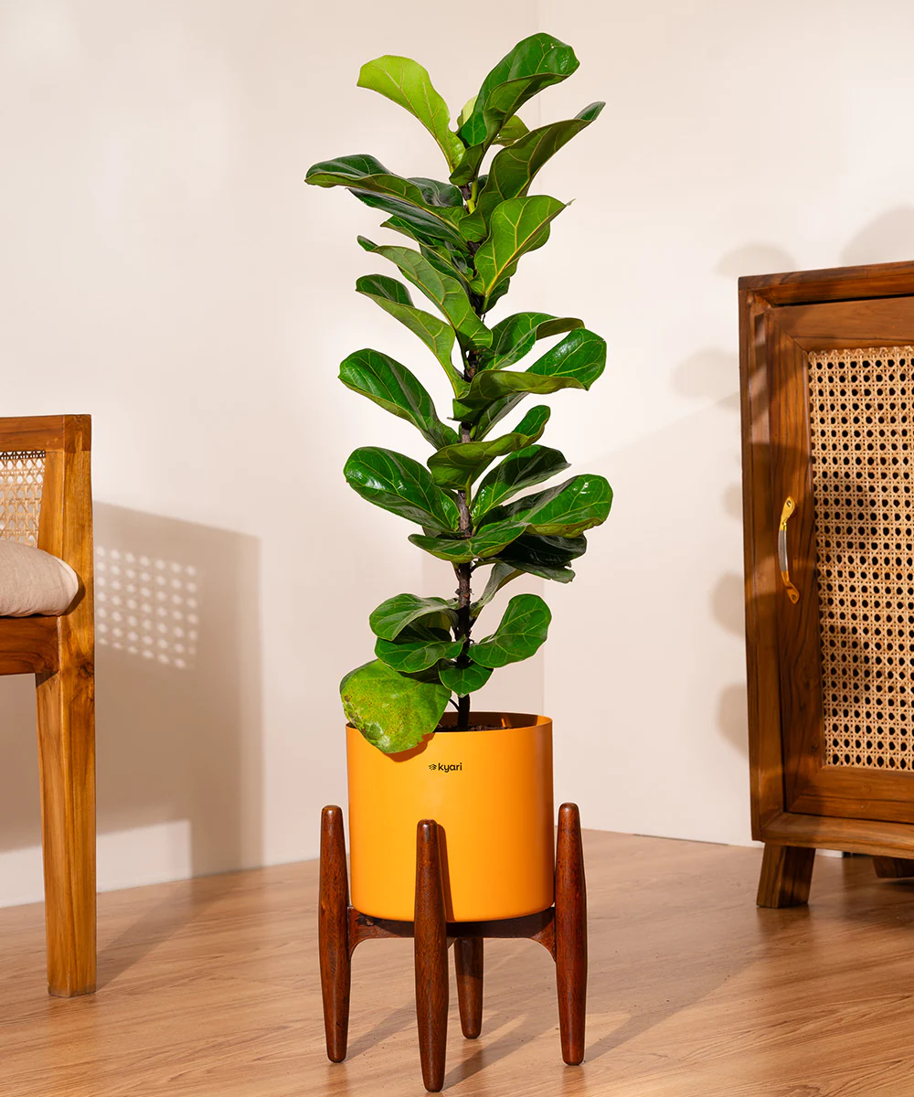 Product image 85