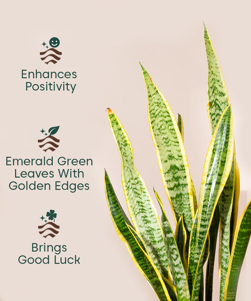 Product image 123
