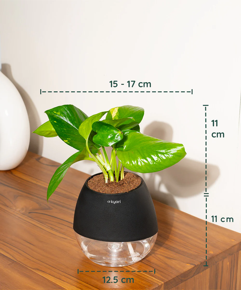 Product image 80