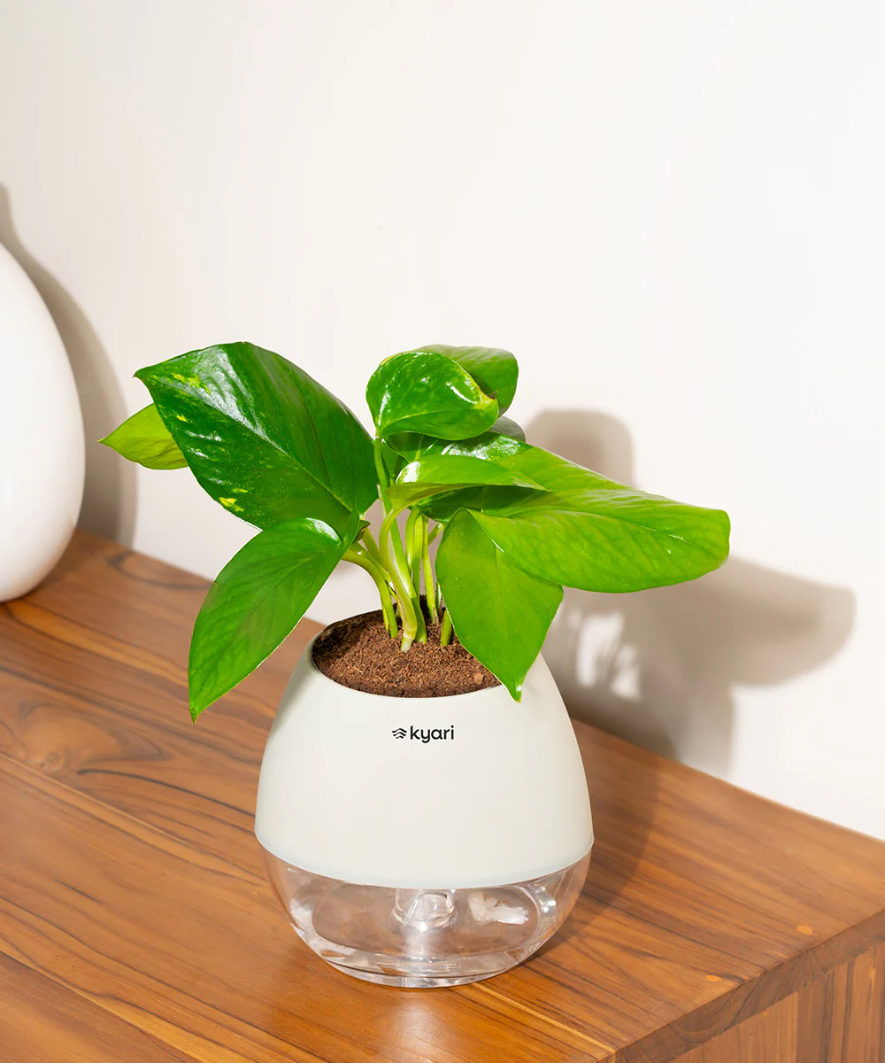 Product image 87