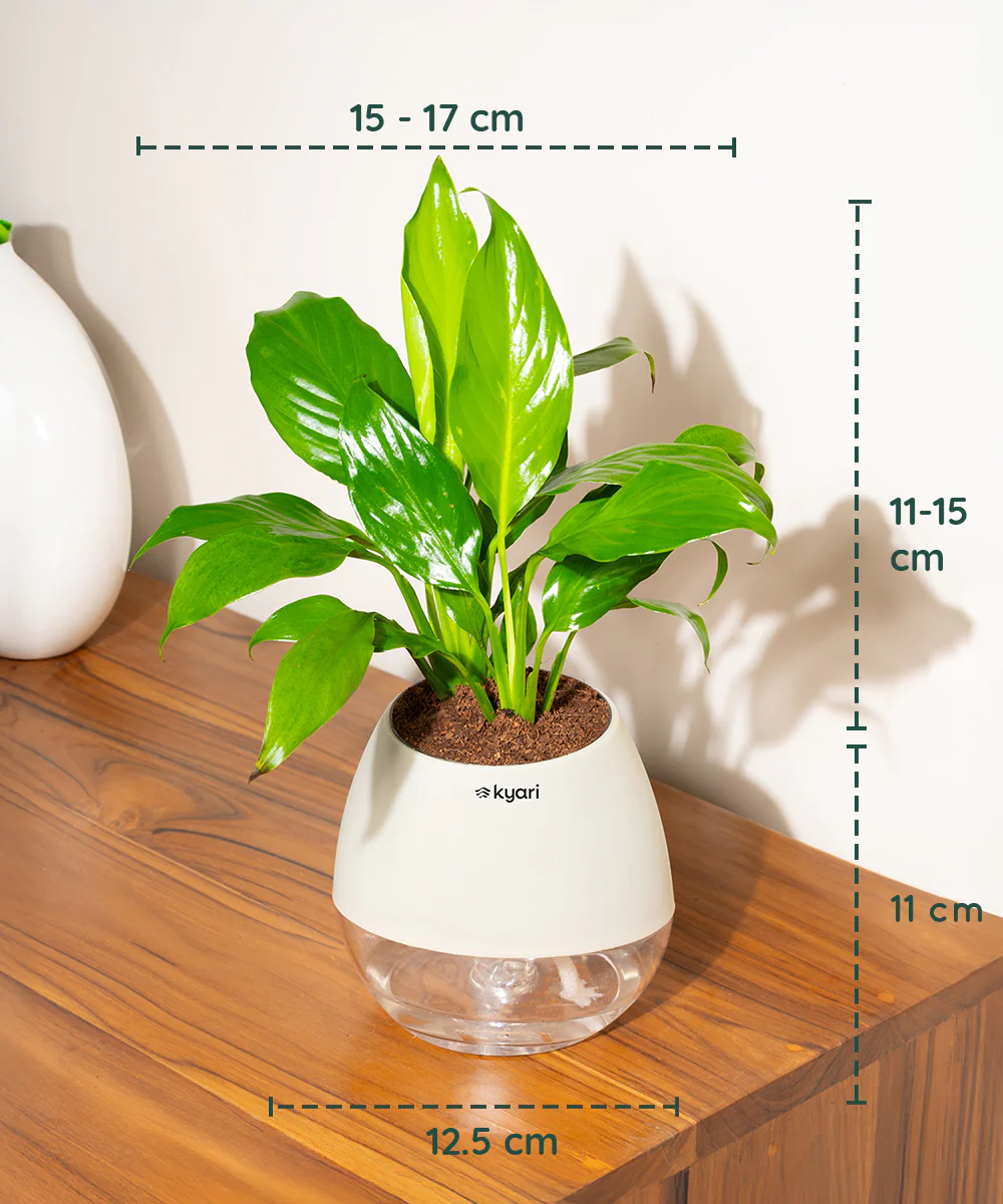 Product image 102