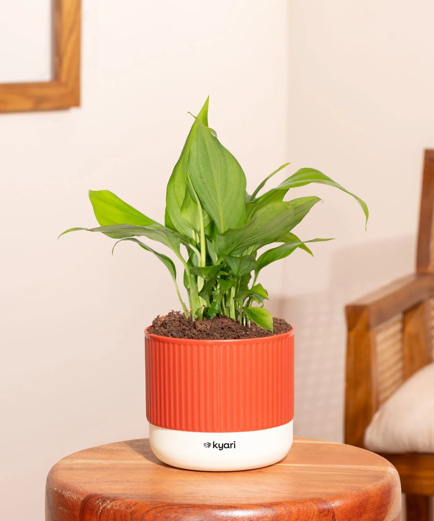 Product image 113