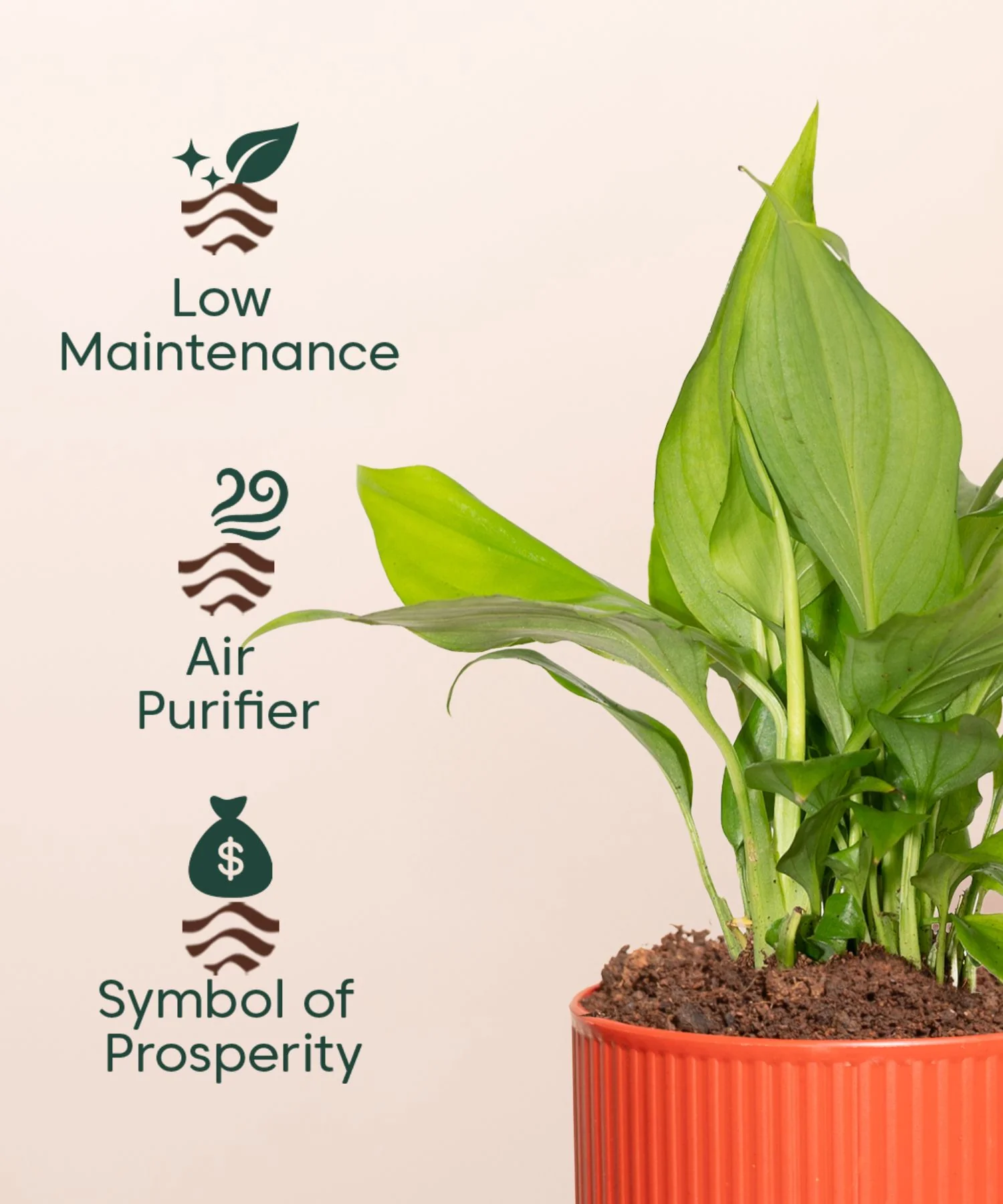 Product image 116