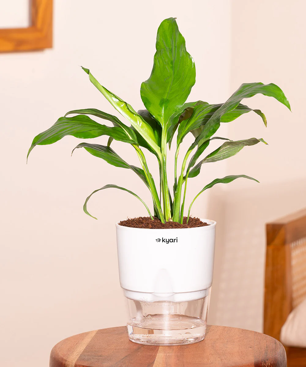 Product image 151