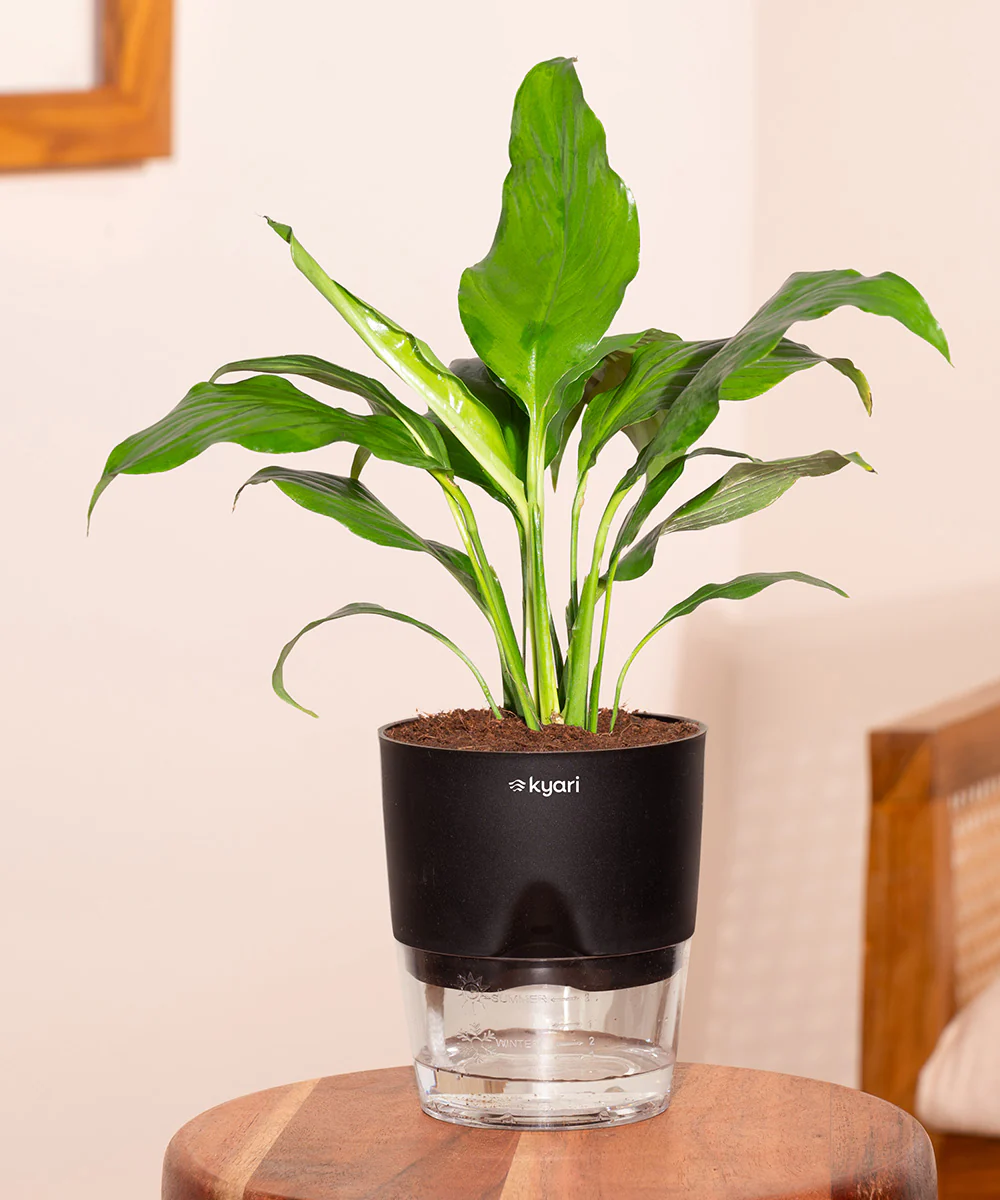 Product image 152