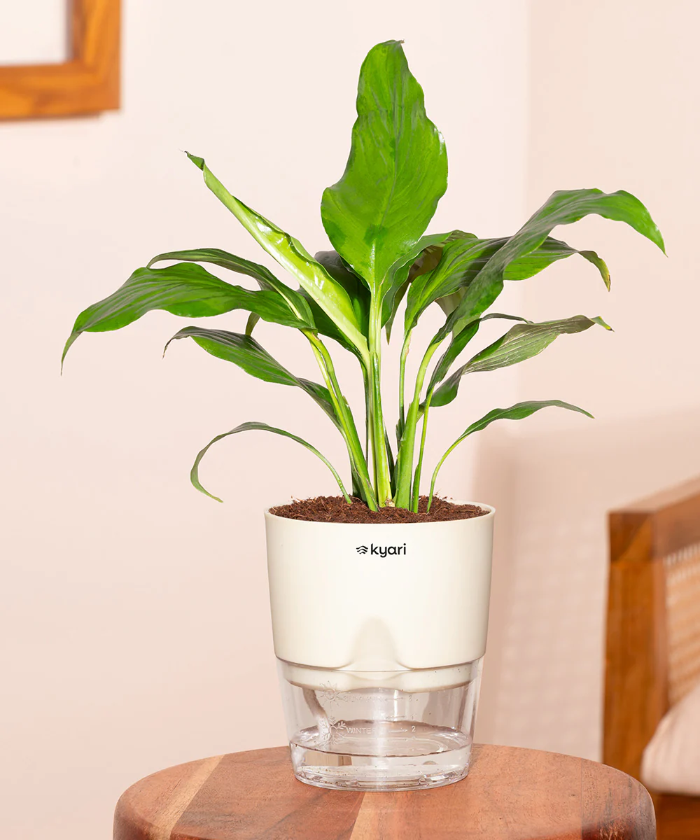 Product image 153