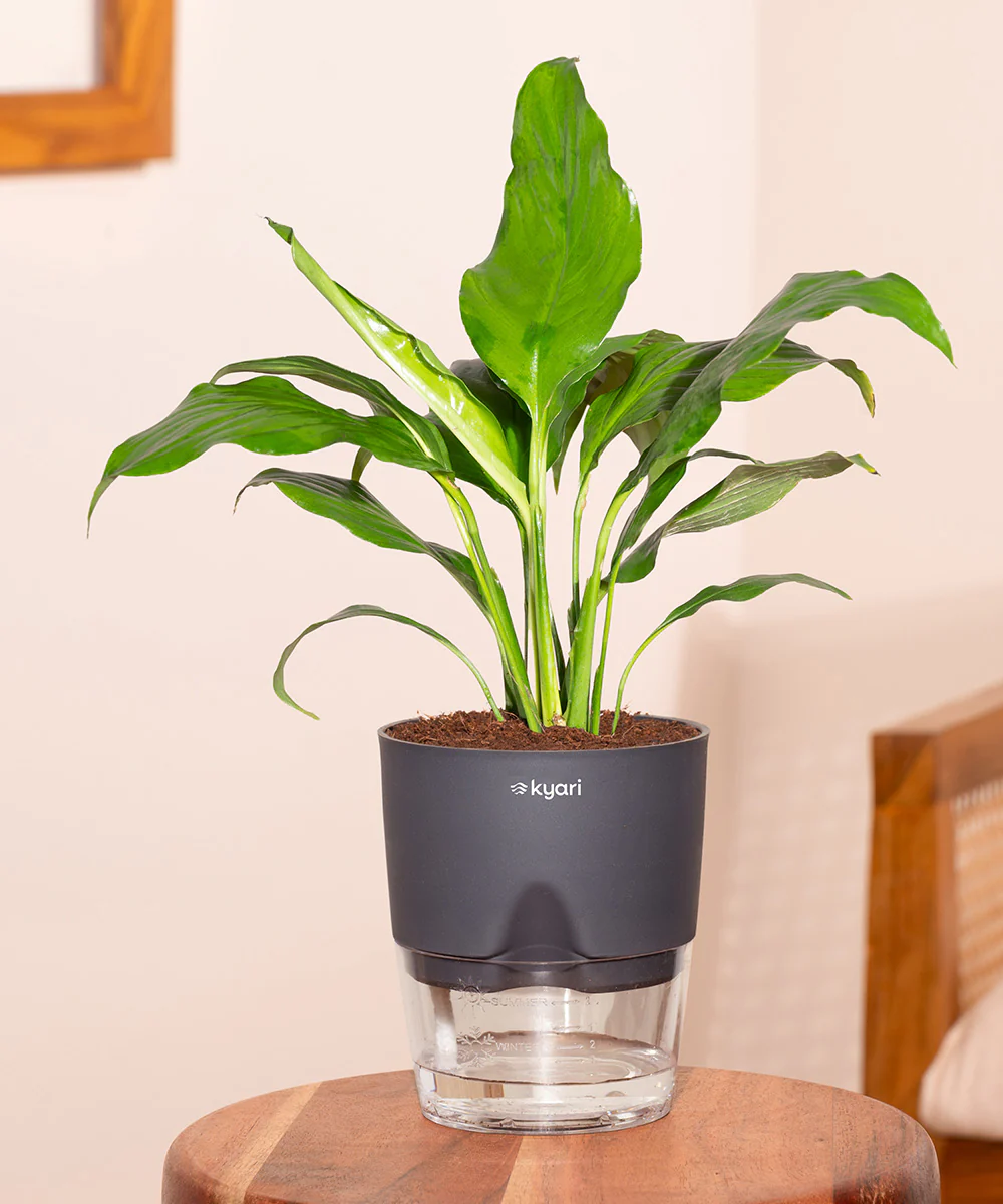 Product image 154