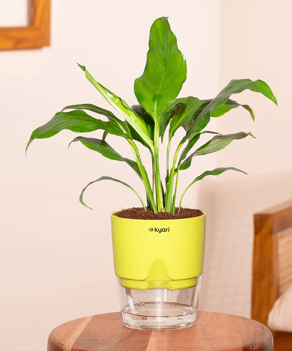 Product image 155