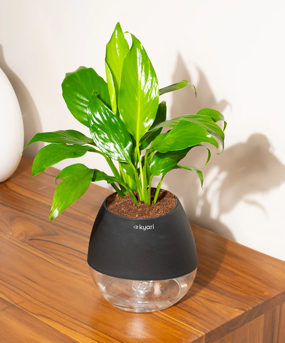 Product image 91