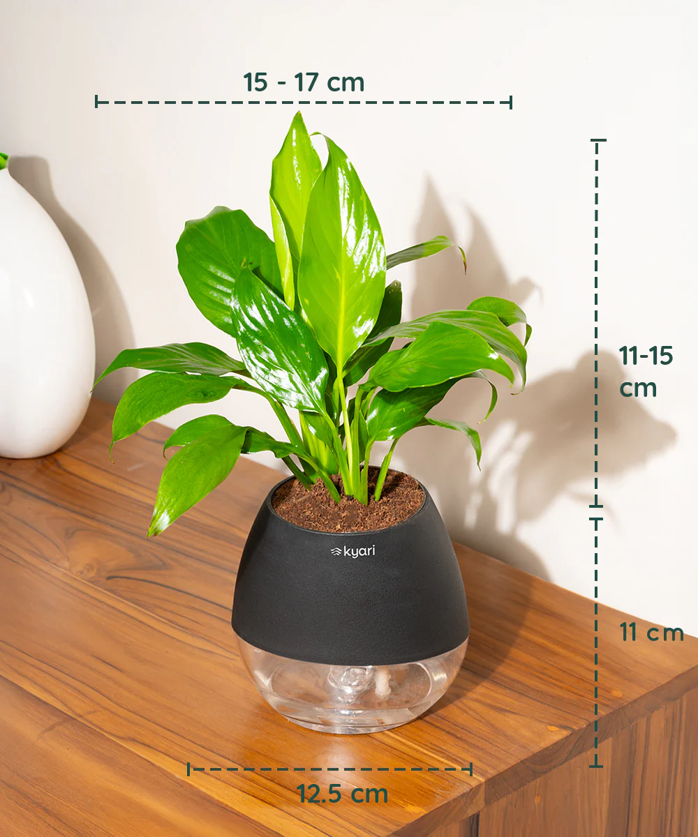 Product image 94