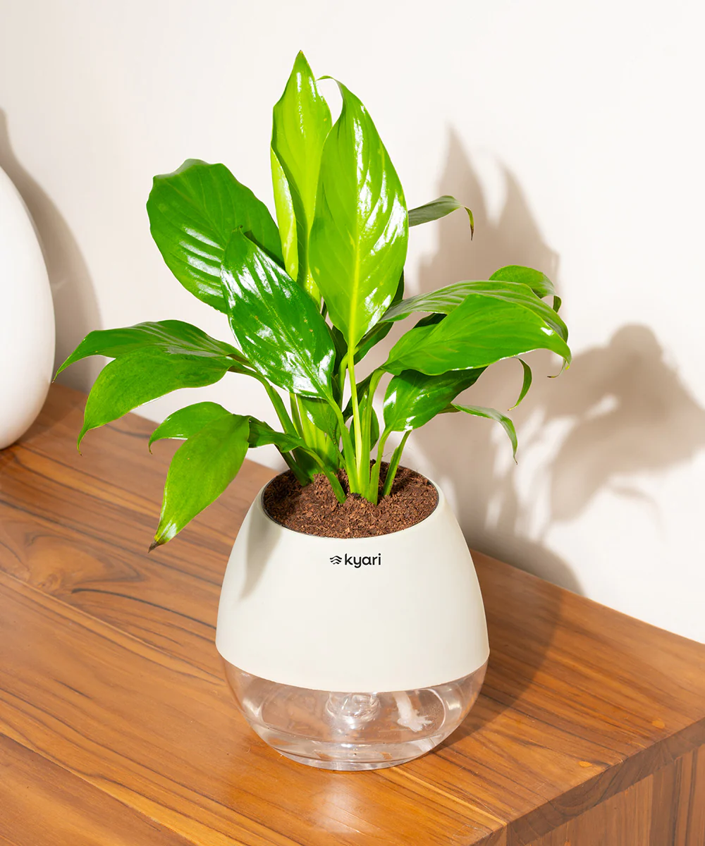 Product image 99