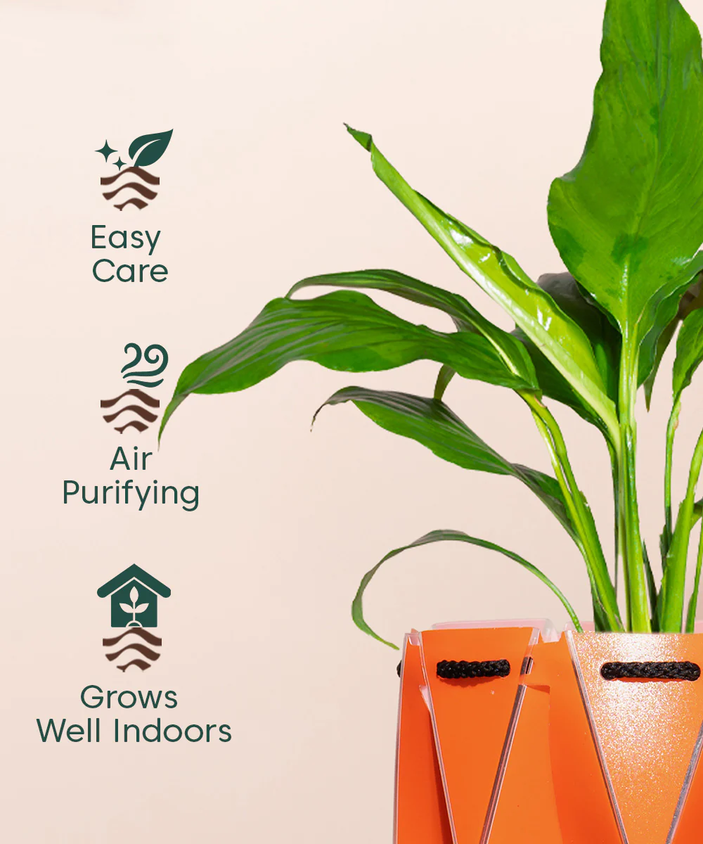 Product image 129