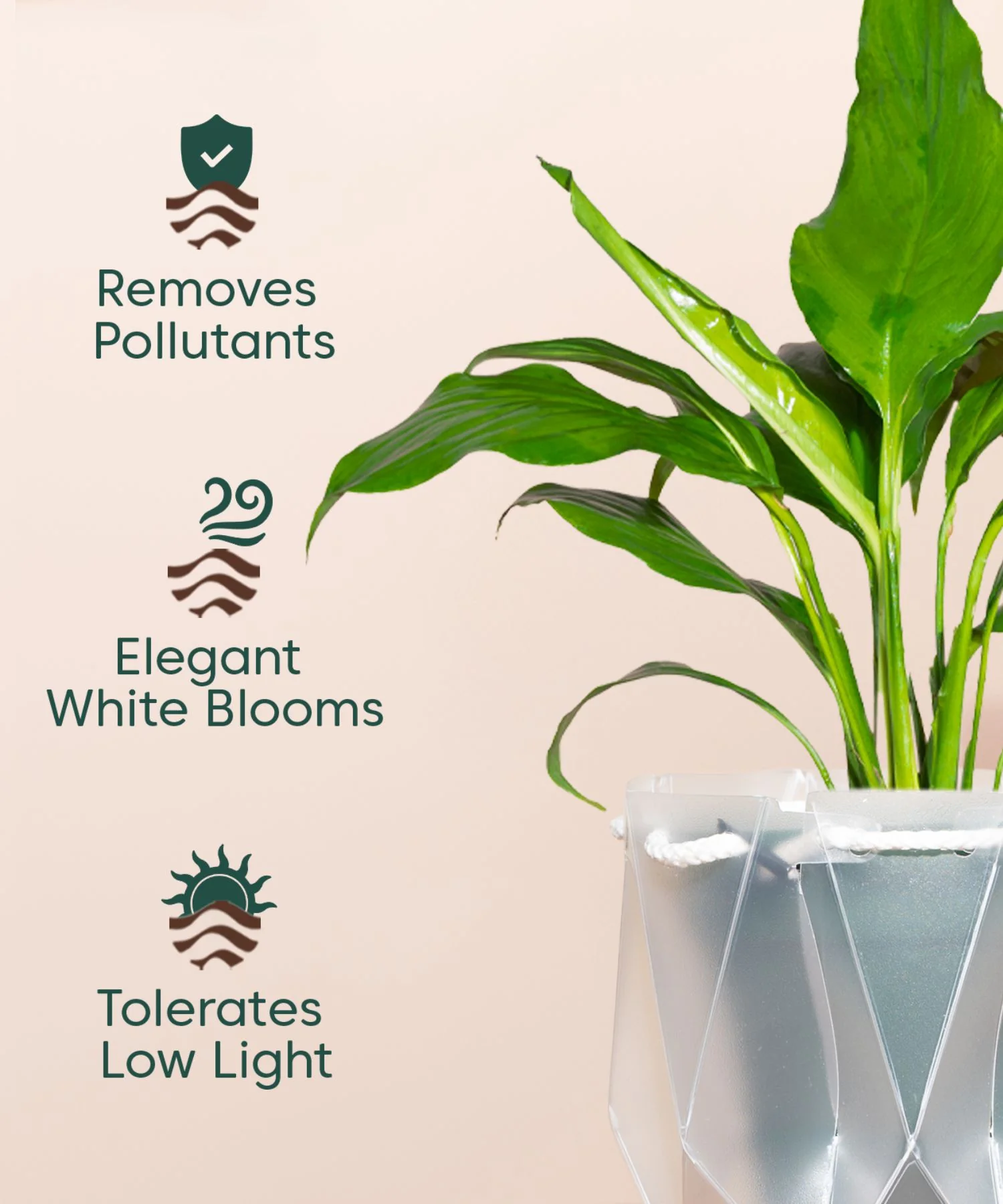 Product image 145