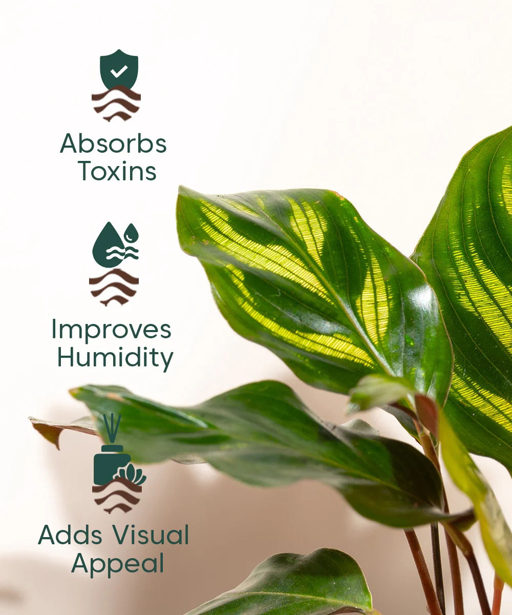 Product image 101