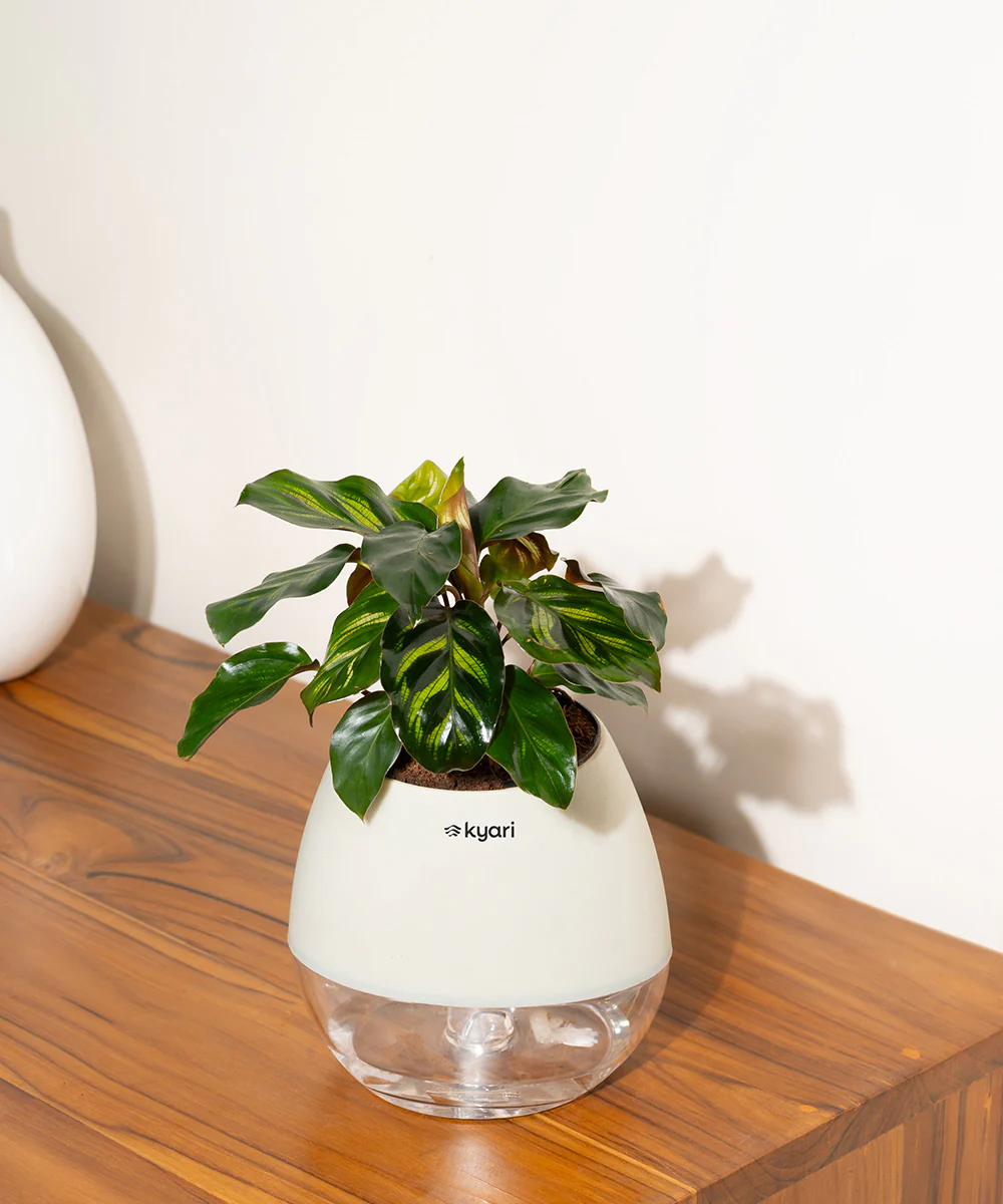 Product image 82