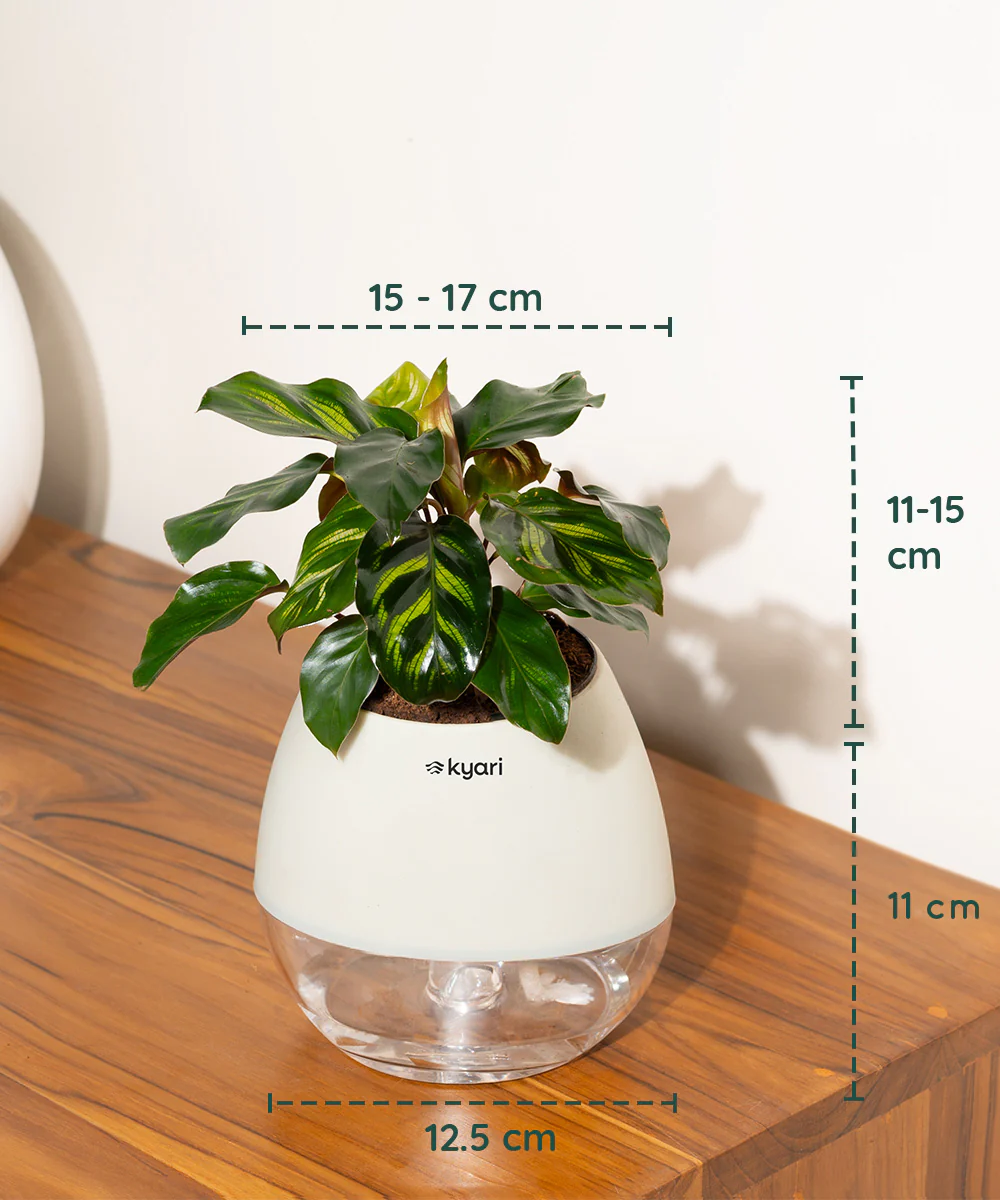 Product image 85