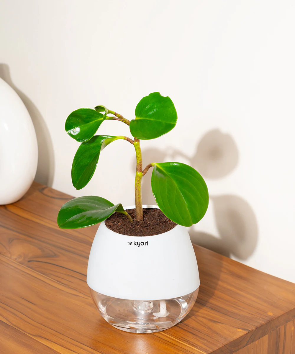 Product image 100