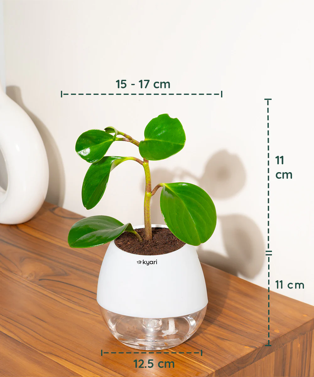 Product image 101